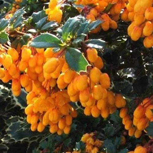Berberis darwinii Compacta