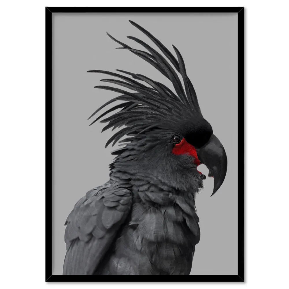 Black Palm Cockatoo - Art Print