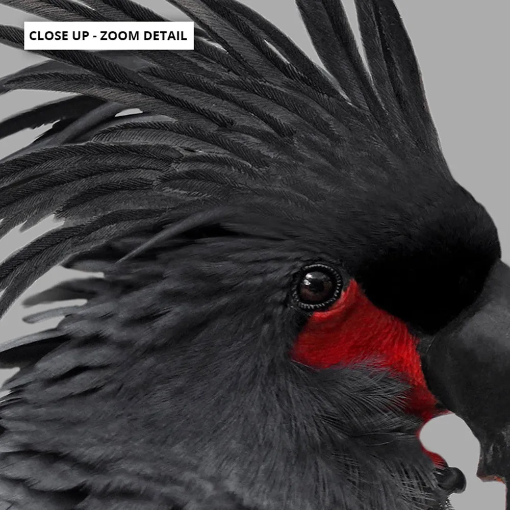 Black Palm Cockatoo - Art Print