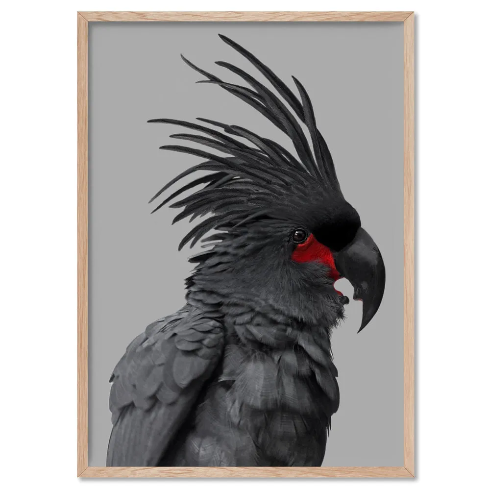 Black Palm Cockatoo - Art Print