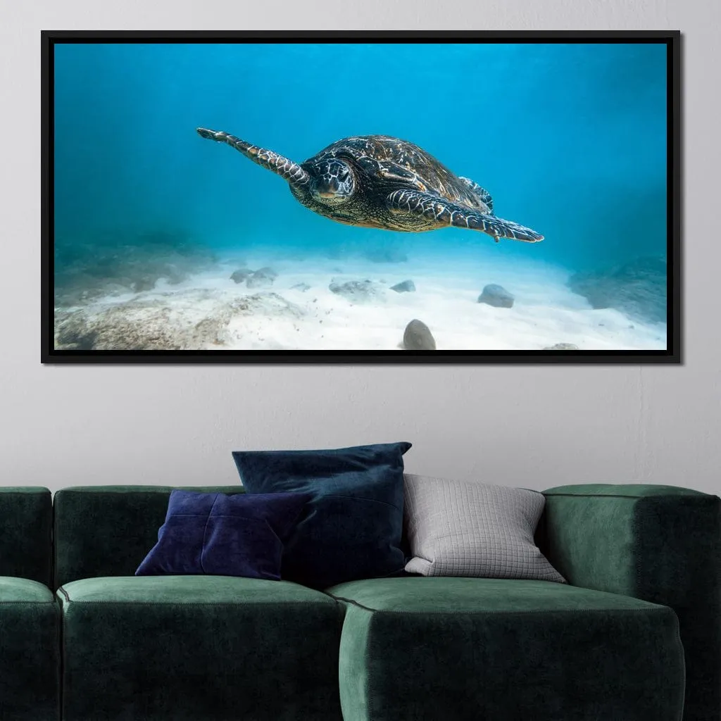 Blue Turtle - Lucas Moore