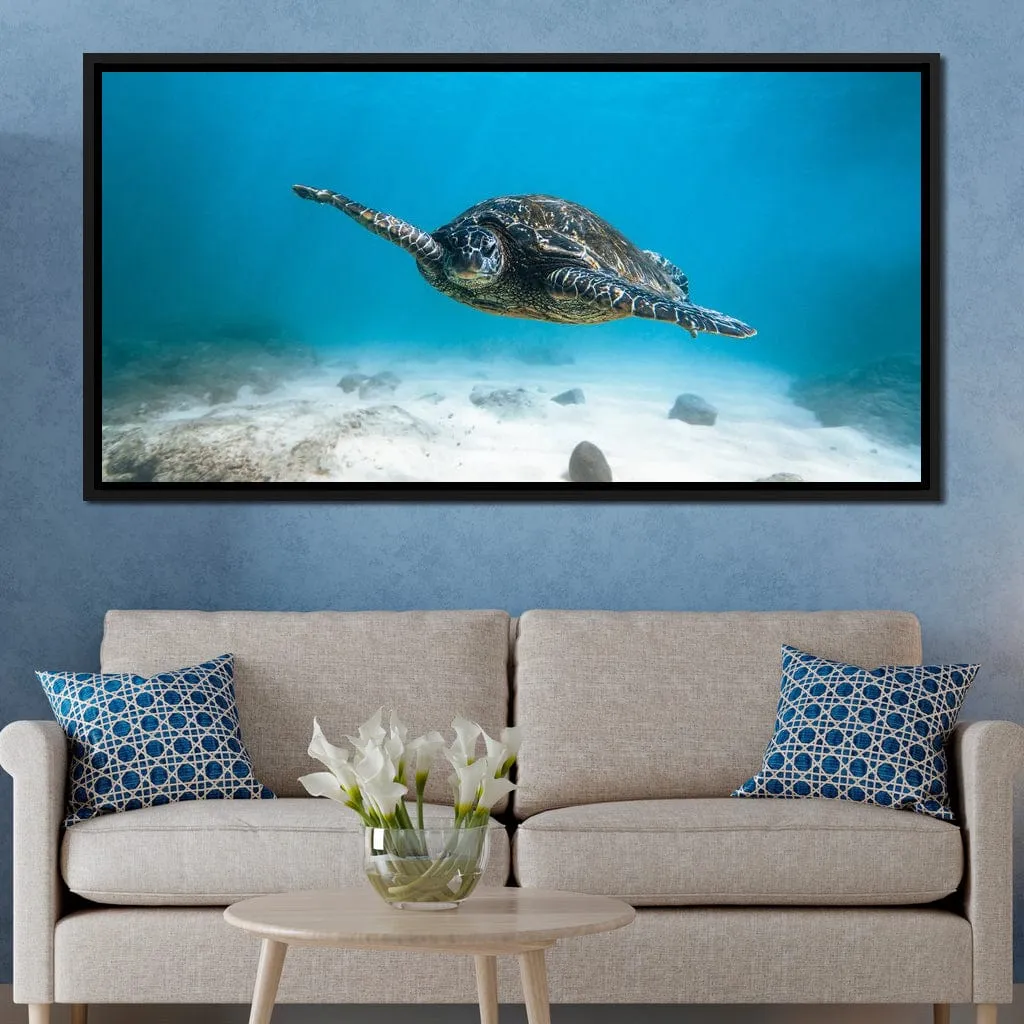 Blue Turtle - Lucas Moore