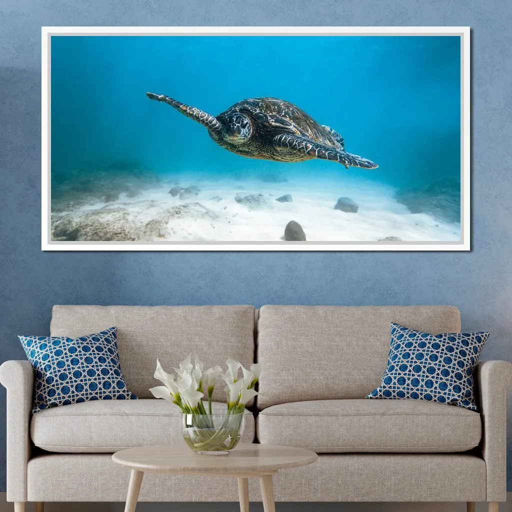 Blue Turtle - Lucas Moore
