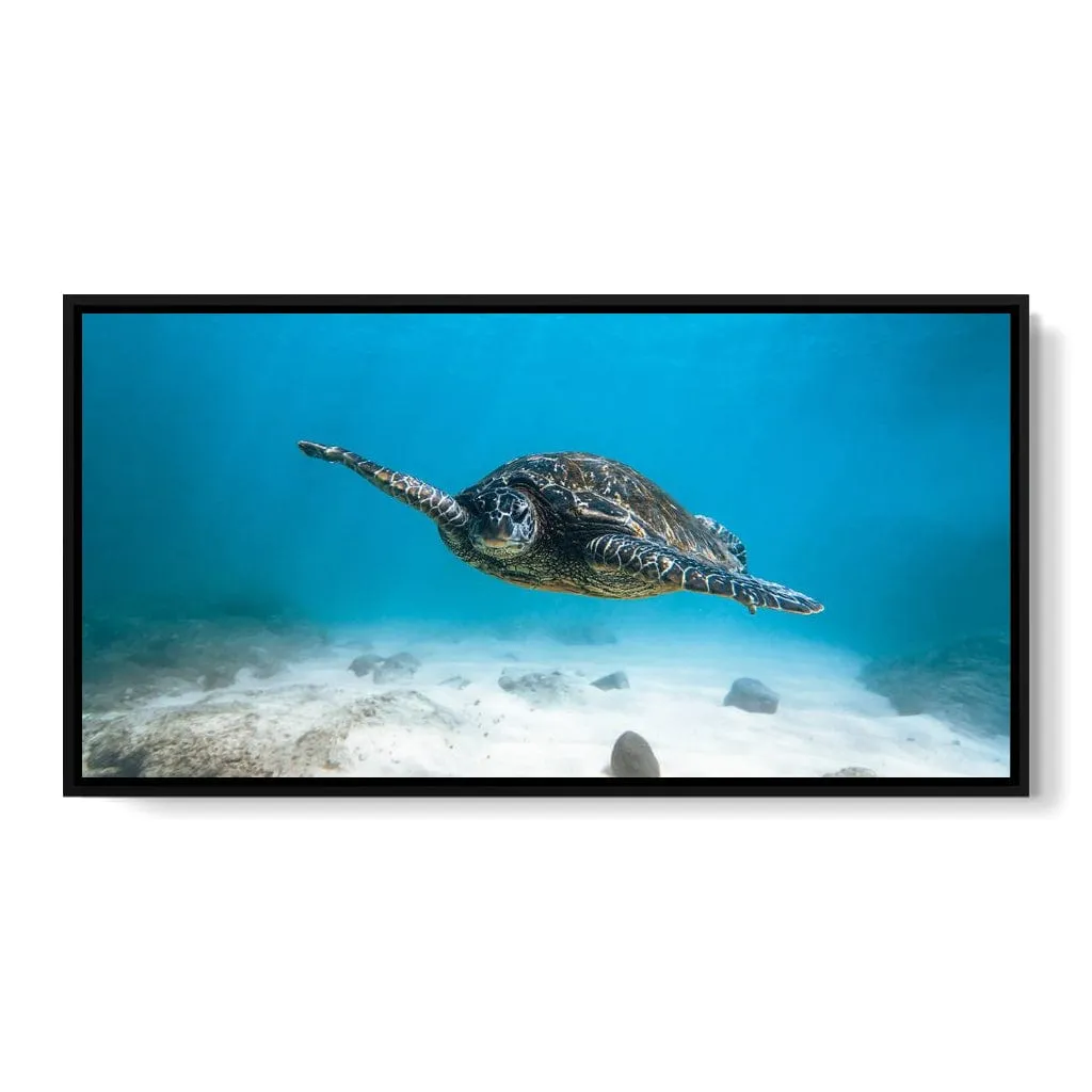 Blue Turtle - Lucas Moore