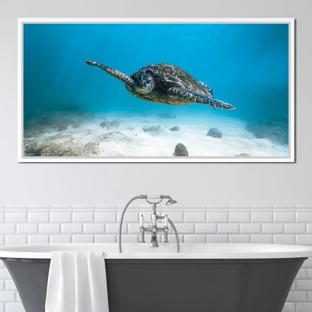 Blue Turtle - Lucas Moore