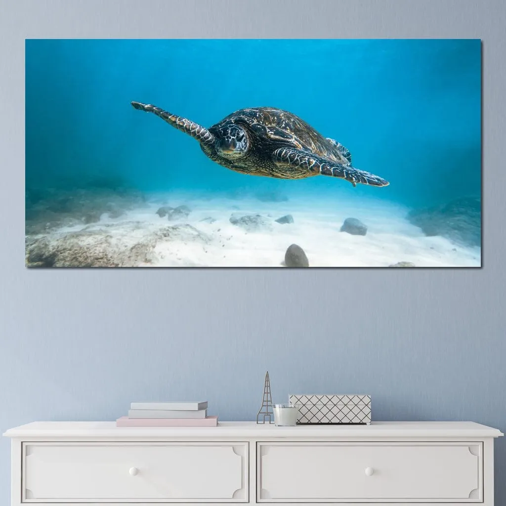 Blue Turtle - Lucas Moore