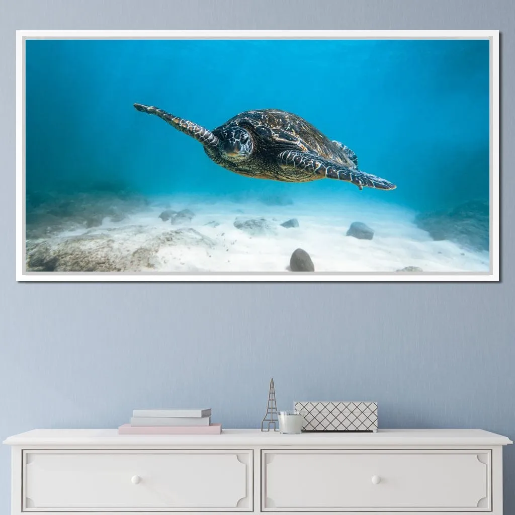 Blue Turtle - Lucas Moore