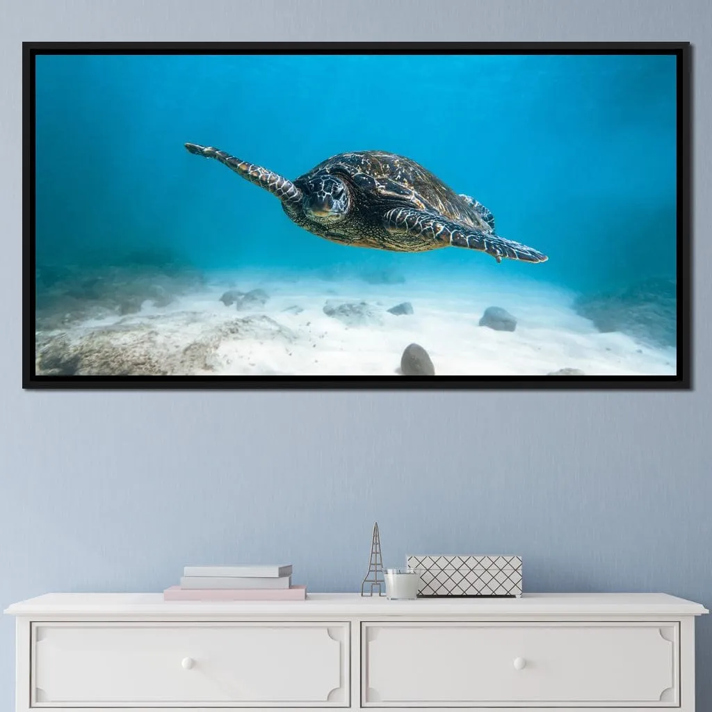 Blue Turtle - Lucas Moore