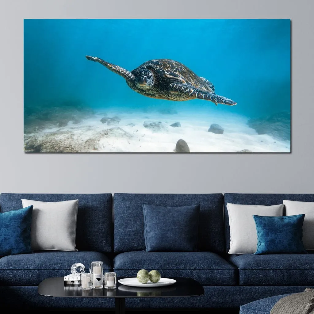 Blue Turtle - Lucas Moore