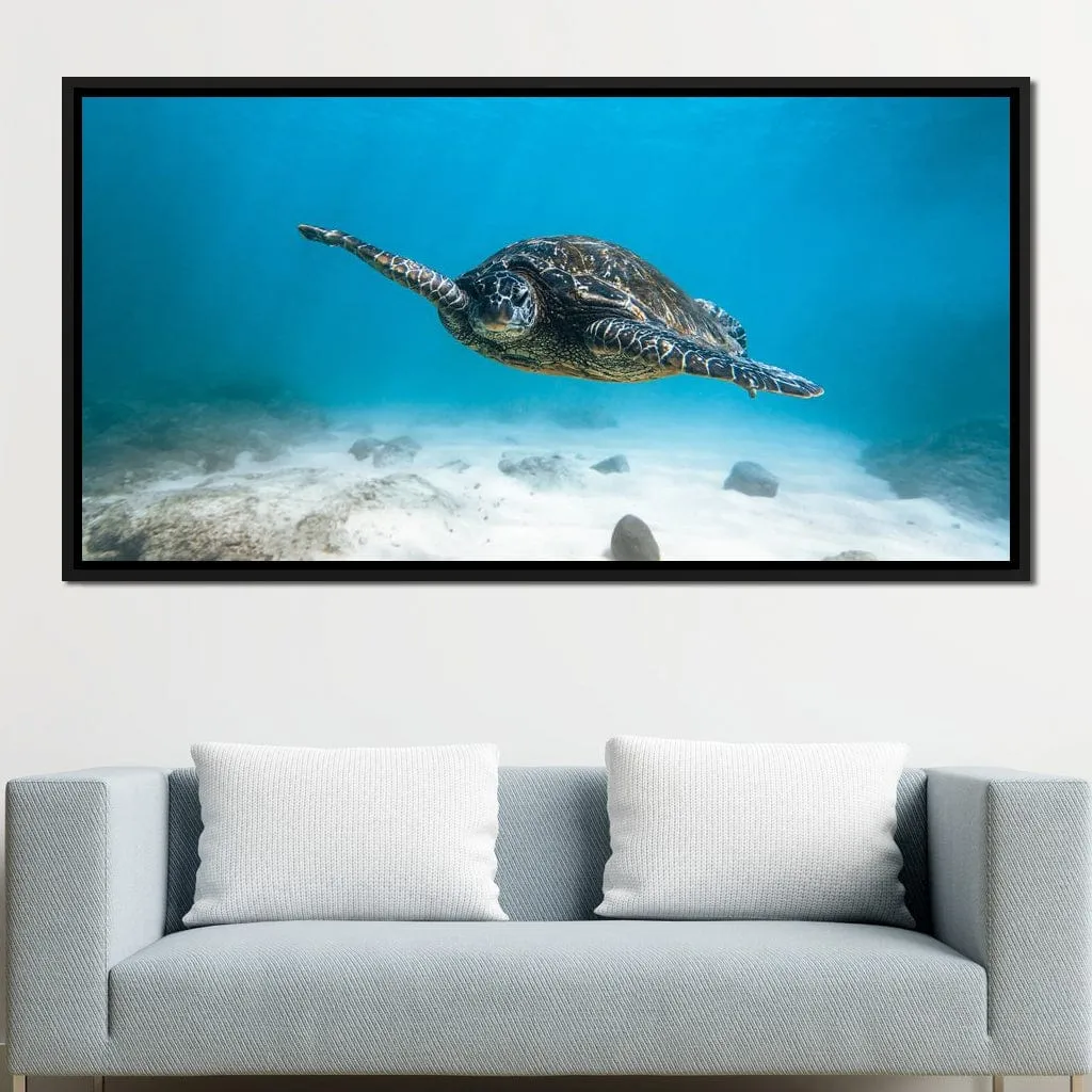Blue Turtle - Lucas Moore