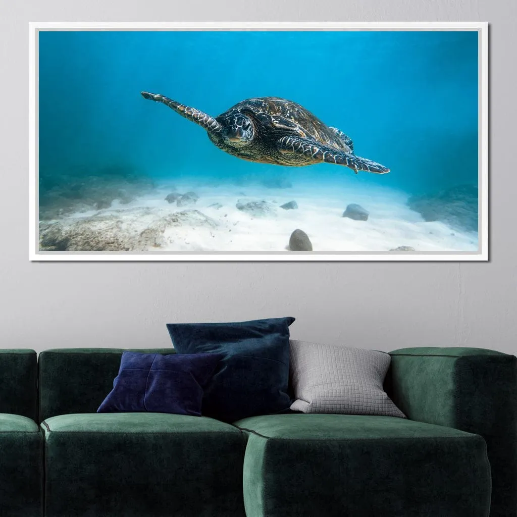 Blue Turtle - Lucas Moore