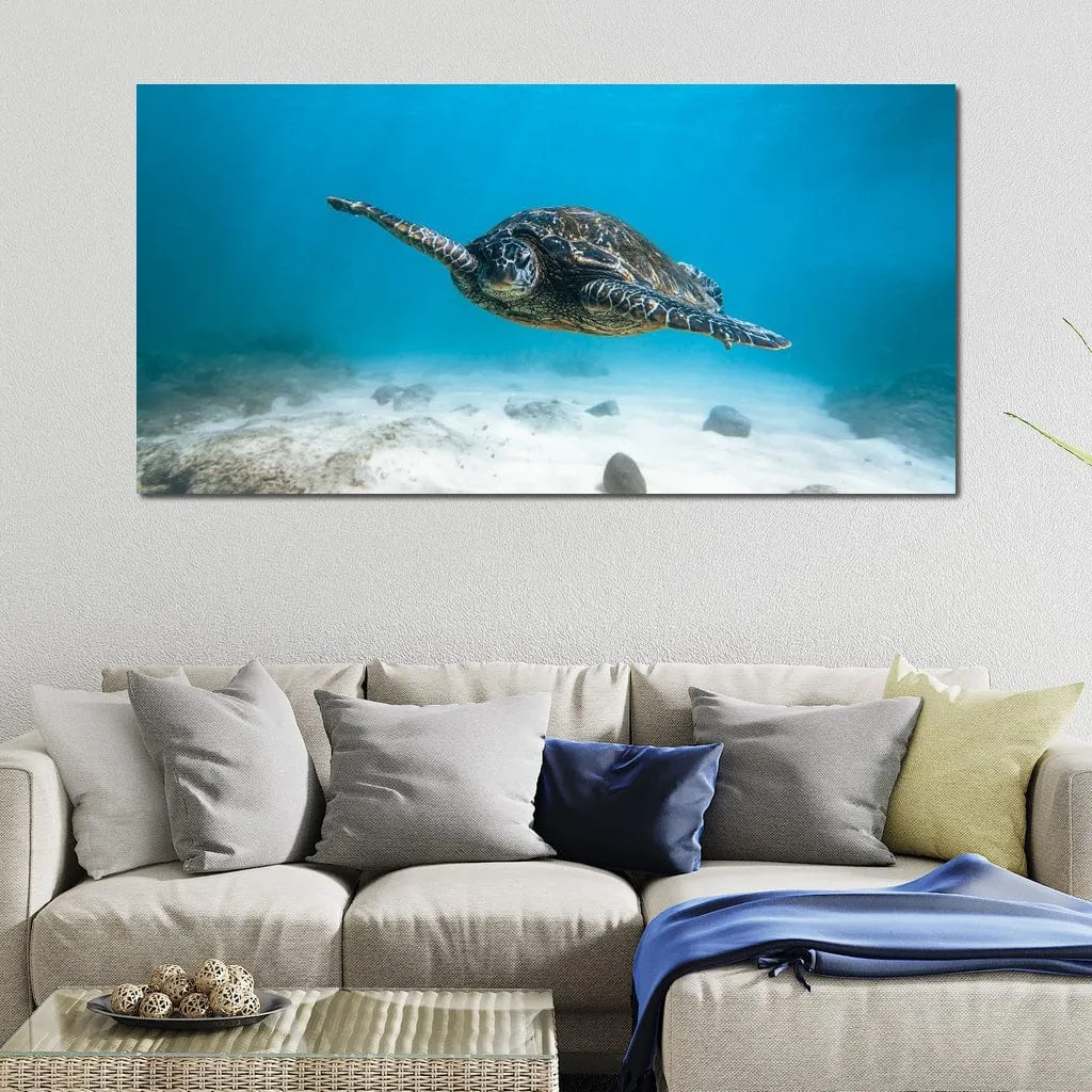 Blue Turtle - Lucas Moore