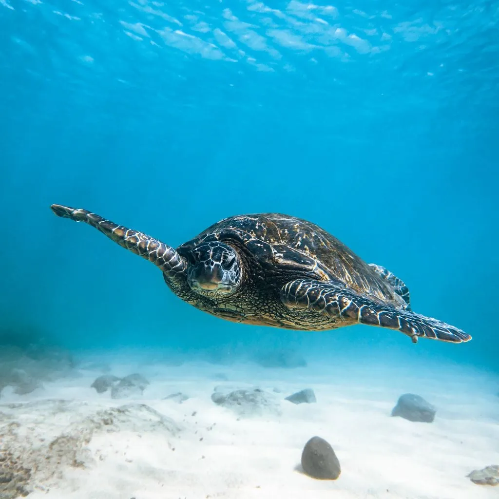 Blue Turtle - Lucas Moore